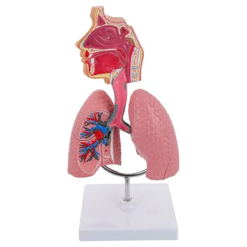 Модель анатомии легких и дыхательных путей Система обучения модели человеческого дисплея Школьные легкие Анатомическое сердце Обучающая игрушка для носа