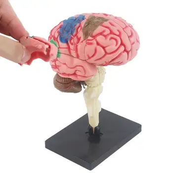 Модель мозга для психологии, анатомическая модель, обучающая медицинская модель С базовым дисплеем С цветовой маркировкой для идентификации функций мозга
