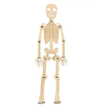 Научная игрушка Stem DIY Skeleton Assembly Материалы ручной работы Наборы для упаковки для детей и подростков Обучающий инструмент Учебные пособия
